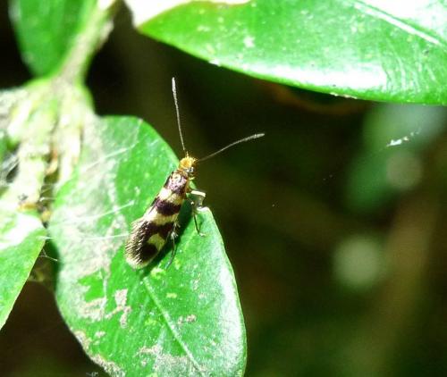 Micropterix sp.